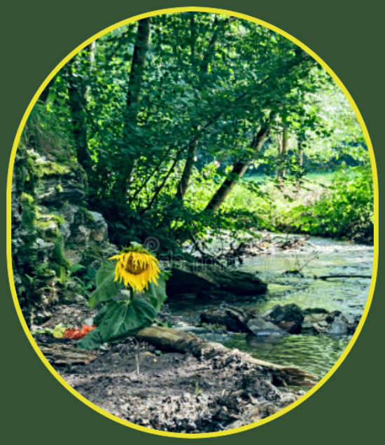 2022 09 21 sunflower by water 1