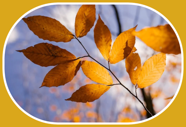 2022 09 28 AUTUMN LEAVES