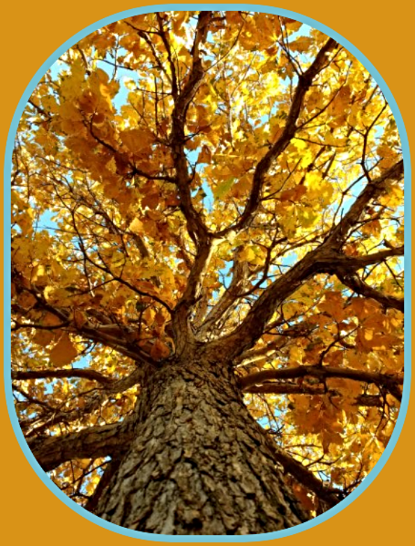 2023 09 20 FALL TREE BLUE SKY