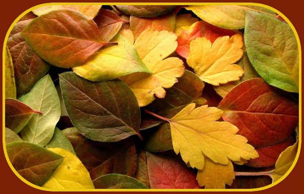 2023 09 27 AUTUMN LEAVES
