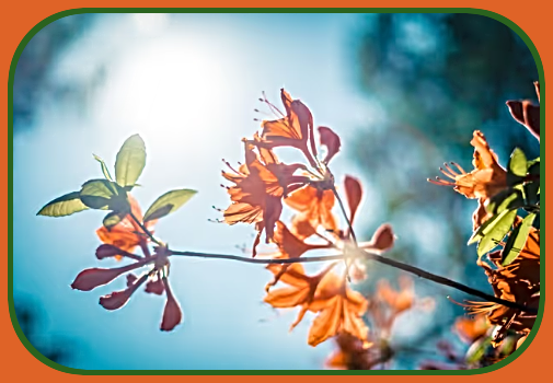 2023 10 04 AUTUMN LEAF SKY 1