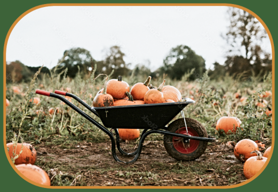 2024 10 16 quote wheelbarrow pumpkins
