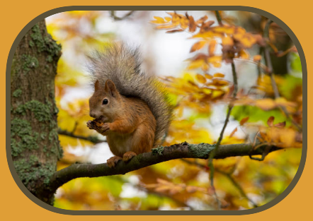 2024 10 23 AUTUMN SQUIRREL