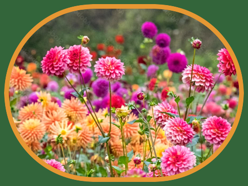 2025 09 24 dahlias