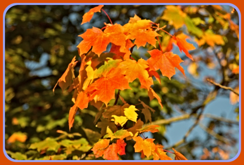 autumn leaves