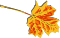 orange yellow leaf