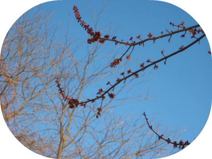 2011-04-04_Tree_buds_005
