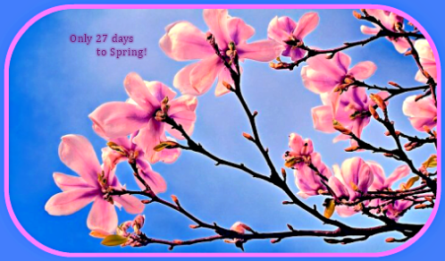 2018 02 21 pink blossoms