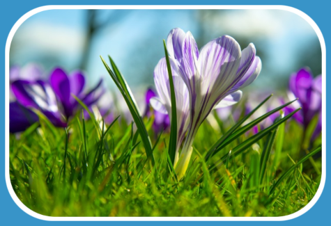 2021 03 17 crocus