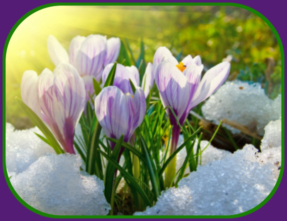 2022 03 02 crocus 1