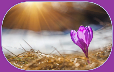 2023 02 15 SPRING CROCUS 1