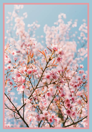 2024 04 17 SPRING BLOSSOM 1