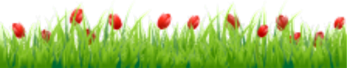 Tulips clip art divider 1