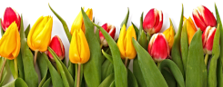 red yellow tulips border