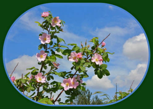 2018 06 20 wild roses