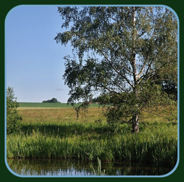 2021 06 23 SUMMER POND 1