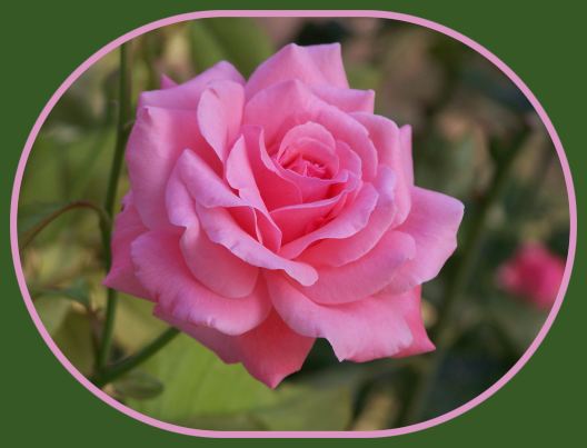 2022 06 01 PINK ROSE