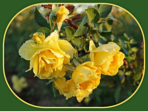 2022 06 22 YELLOW ROSES