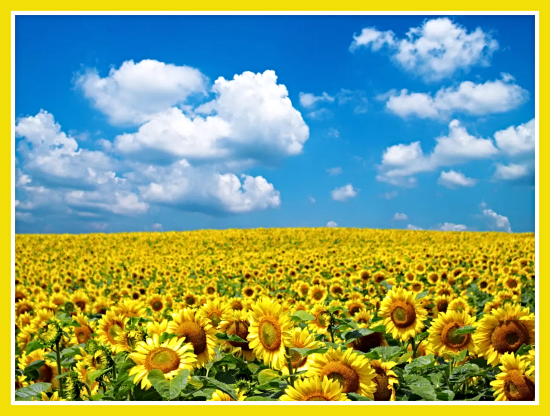 2024 08 21 sunflowers