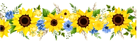 2024 09 04 sunflower border L