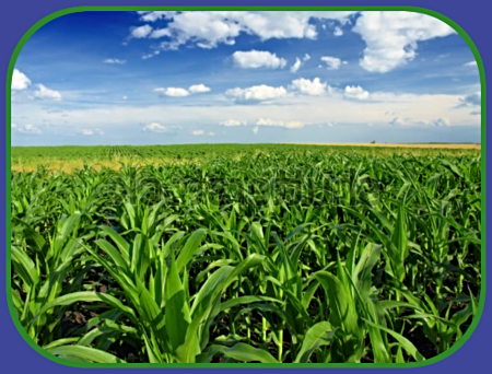 2025 06 18 summer corn field