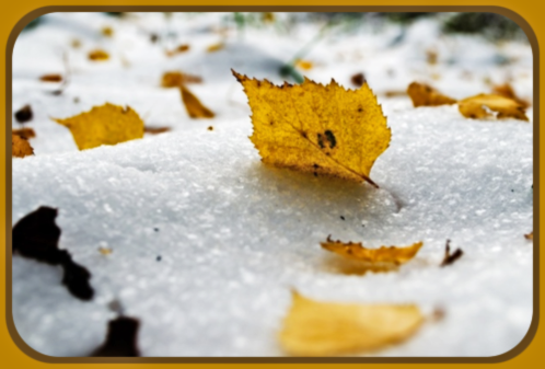 2018 11 28 winter yellow leaves