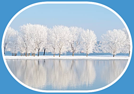 2024 01 10 winter trees 1
