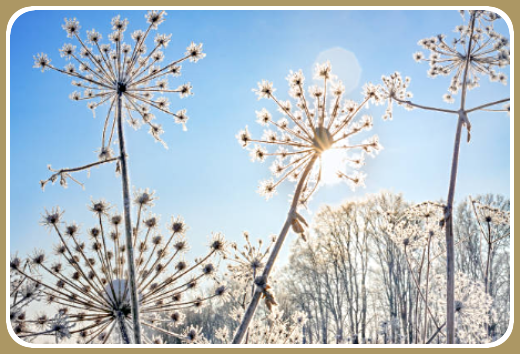 2024 01 17 plant stalks with snow 1