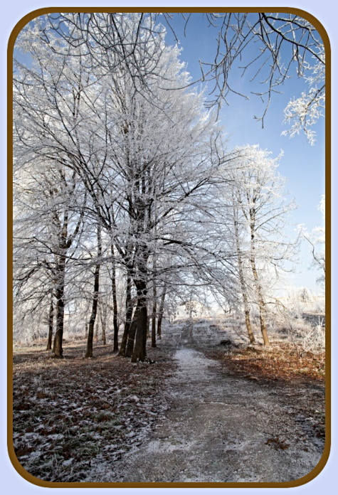 2024 12 04 WINTER TREES