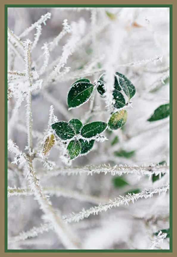2025 01 08 FROSTY SNOWY LEAVES