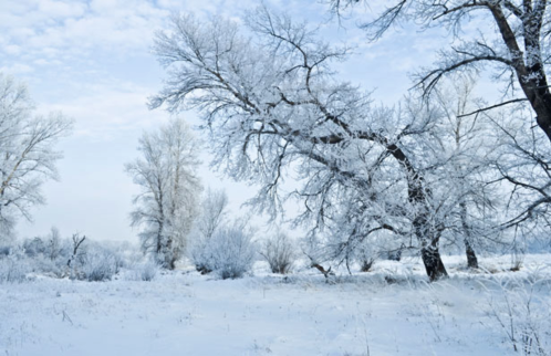 winter and forest