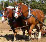 draft_horses-1