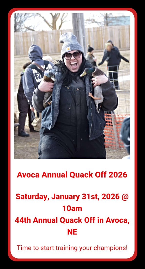 2026 01 07 AVO Quack off 1