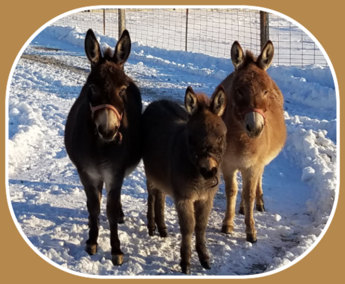 2022 11 09 ELM 3B Donkeys 1