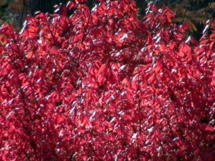 11-11-2010_Arbor_Lodge_1