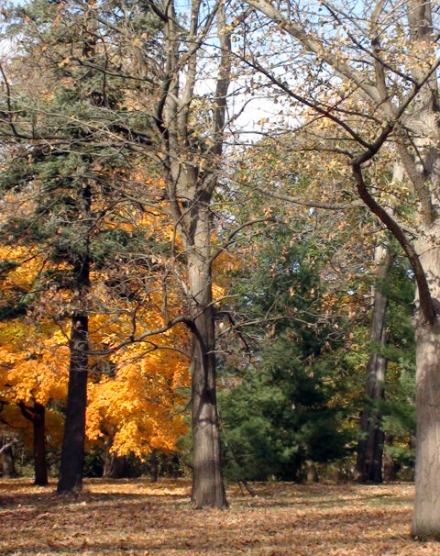 11-11-2010_Arbor_Lodge_14