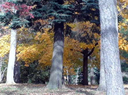 11-11-2010_Arbor_Lodge_23