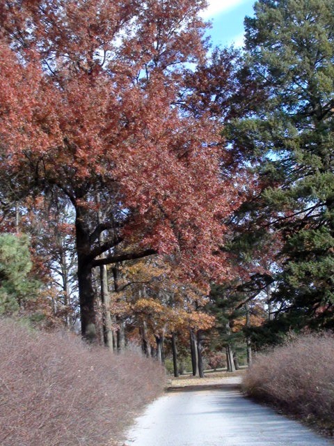 11-11-2010_Arbor_Lodge_26