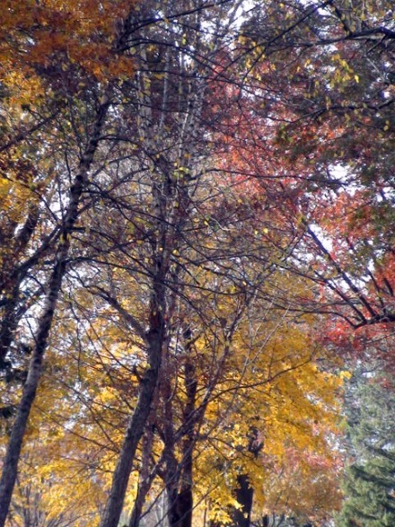 11-11-2010_Arbor_Lodge_31