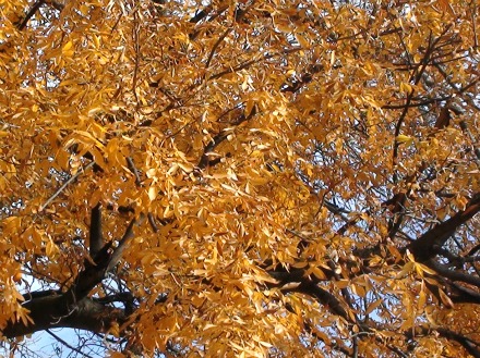 11-11-2010_Arbor_Lodge_35