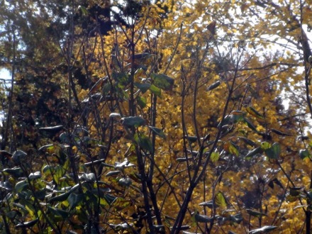 11-11-2010_Arbor_Lodge_6