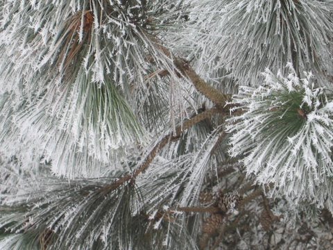 01-15-10_Pine_Cones_in_Pine