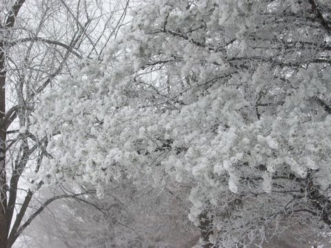 01-16-10_Frosty_day
