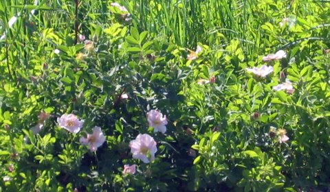 06-03-05_Wild_roses