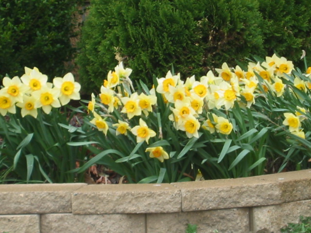 School_daffodils