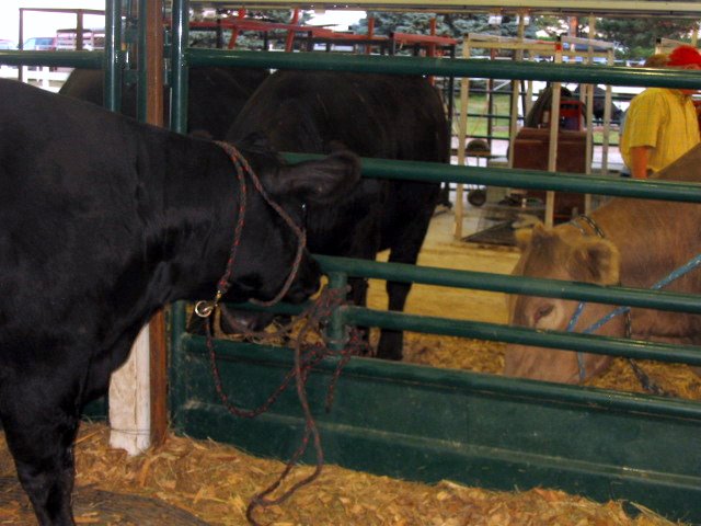 08-05-09_Cass_Co._Fair_018