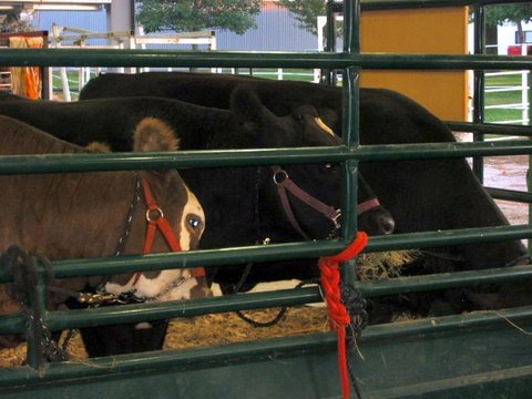 08-05-09_Cass_Co._Fair_020