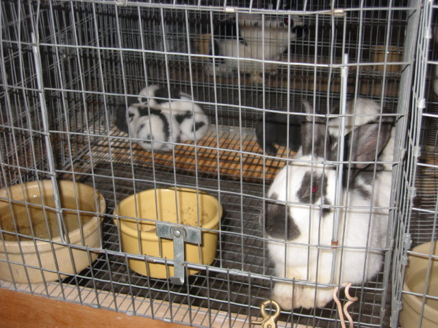 08-05-09_Cass_Co._Fair_022