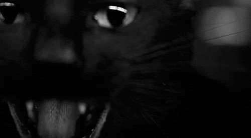 animal black black cat cat cute Favim.com 233601