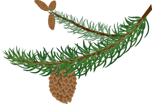 fir branch 1
